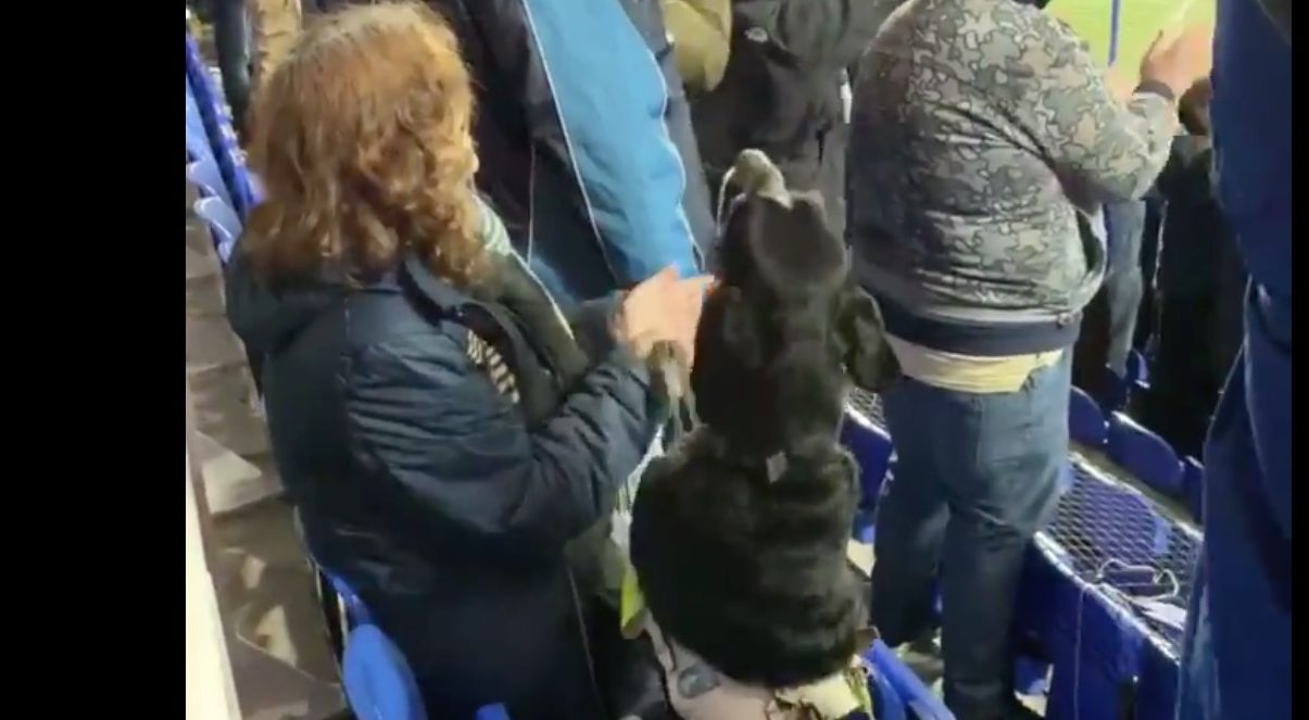 A dog joined in on the celebrations with the Leeds  United fans during Reading win