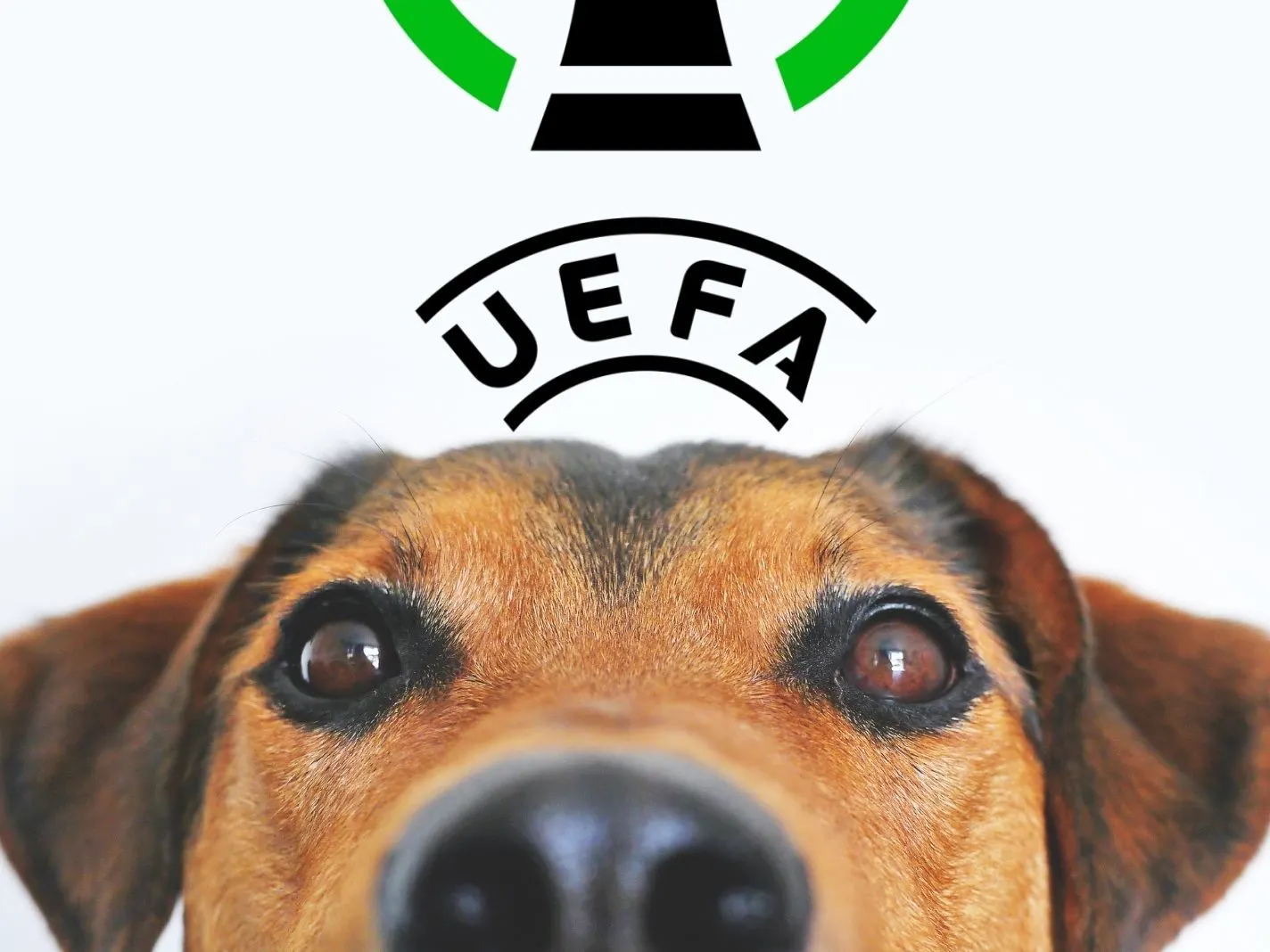Photo of a dog below UEFA symbol