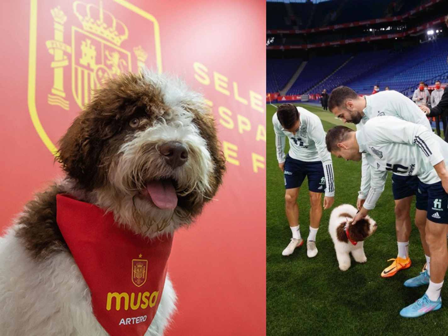 Musa – Meet the dog that will inspire Spain to win the Qatar World Cup