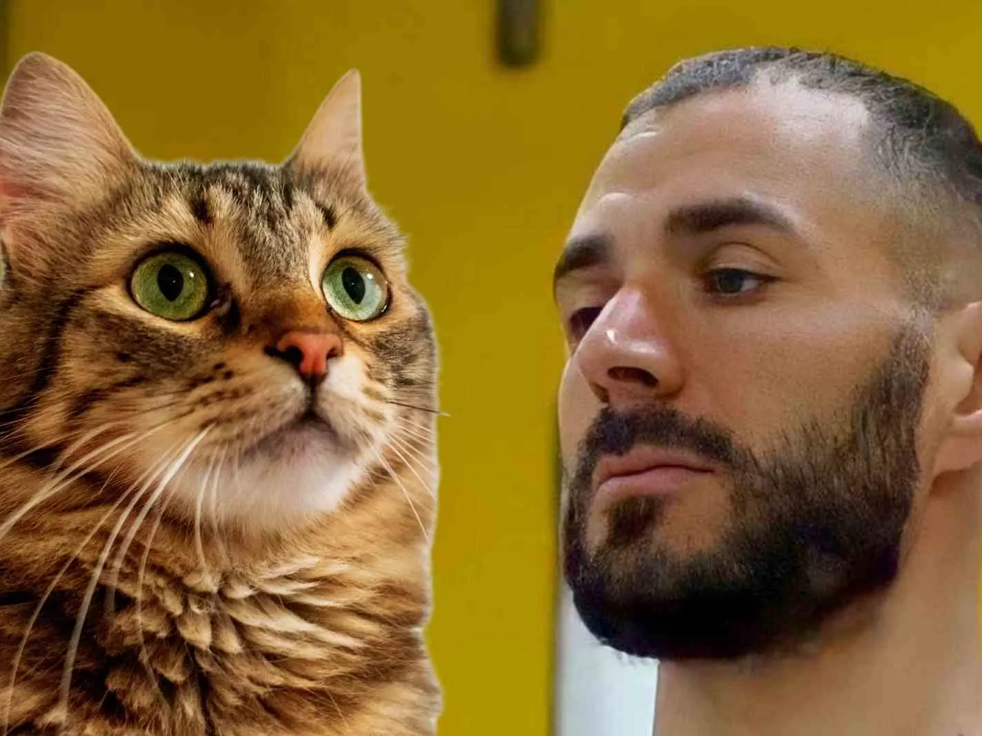 A cat and Karim Benzema