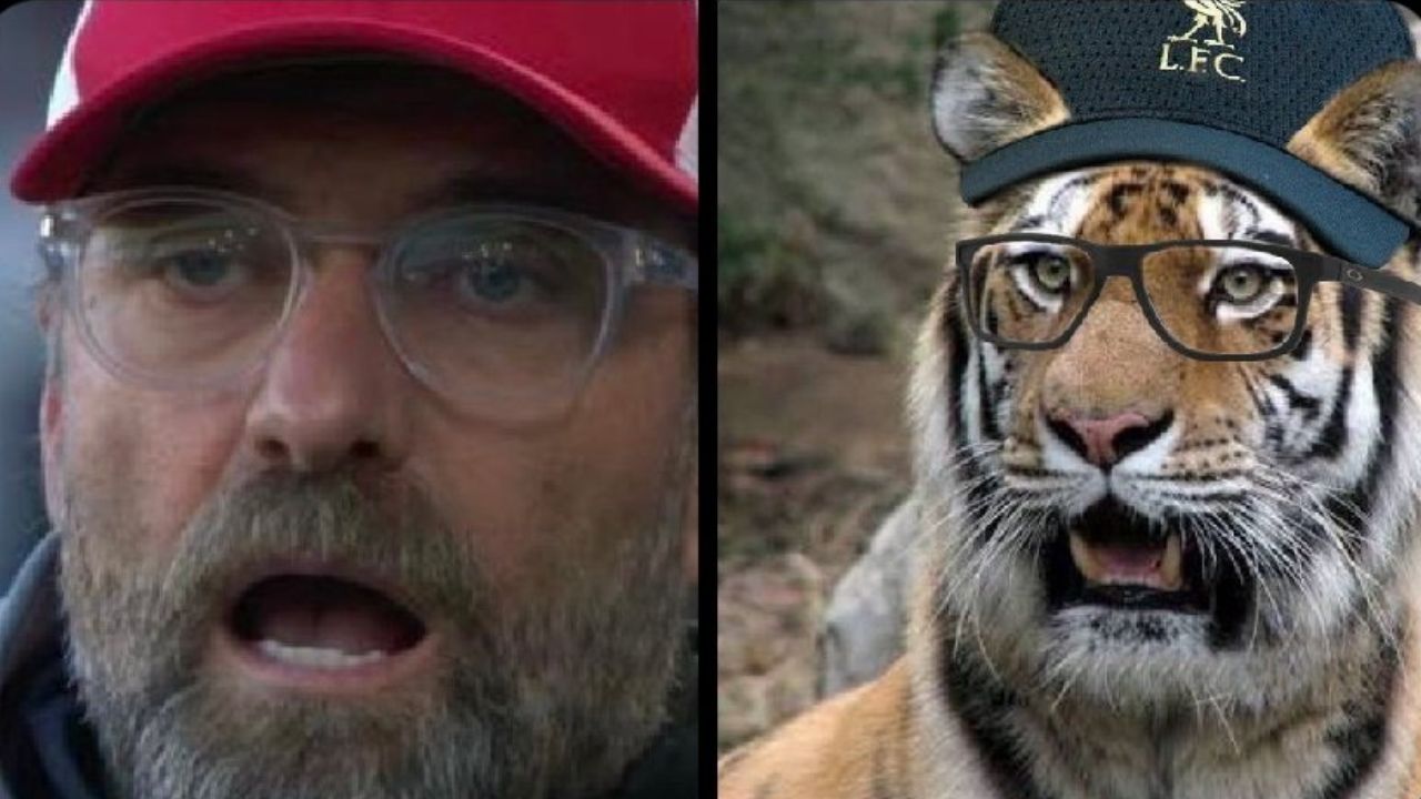 Twitter Convinced This Tiger Fully Looks Like Jurgen Klopp When Liverpool Concede 