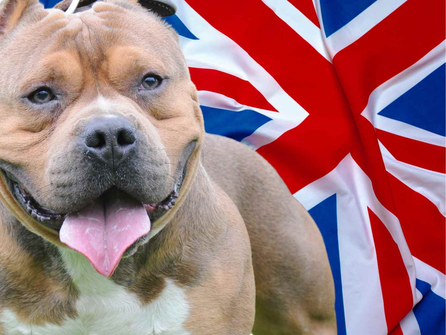 People Want Ban on American XL Bully Dogs in the Wake of the Birmingham Attack