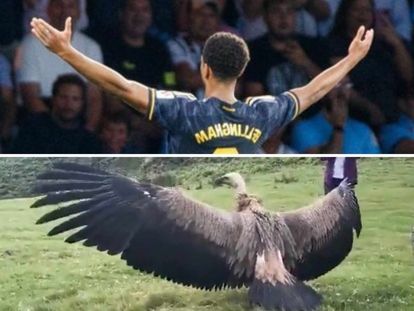 California Condor or Jude Bellingham? Fans Spot Uncanny Resemblance
