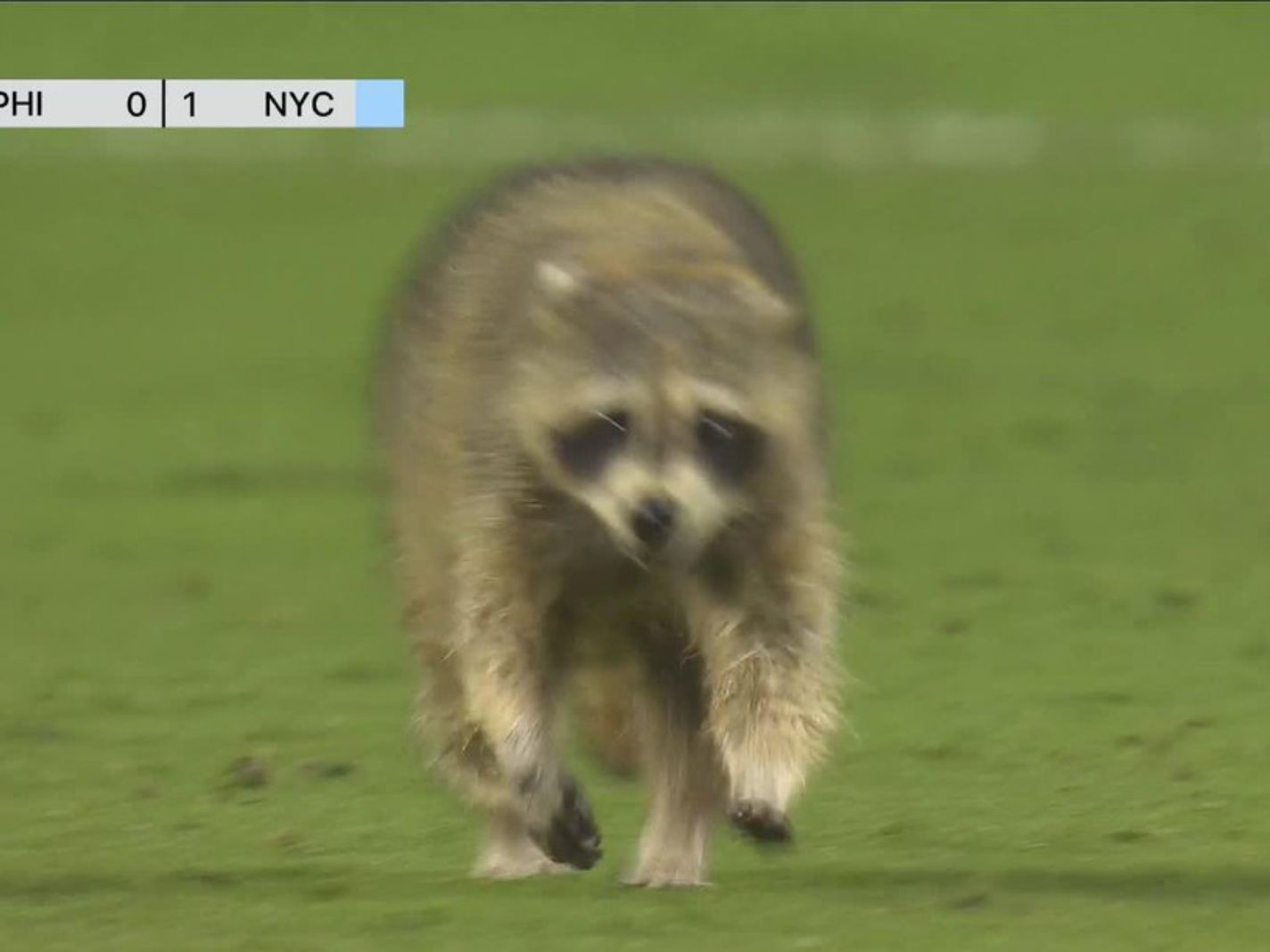 Twitter Goes Wild as Raccoon Interrupts MLS Game – Thick Accent